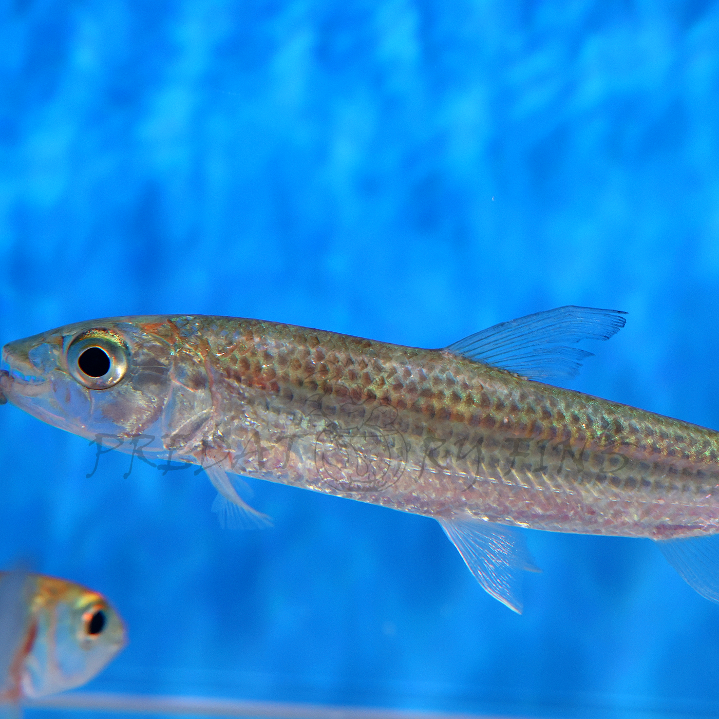 Vittatus African Tiger Fish (Hydrocynus vittatus) — Predatory Fins