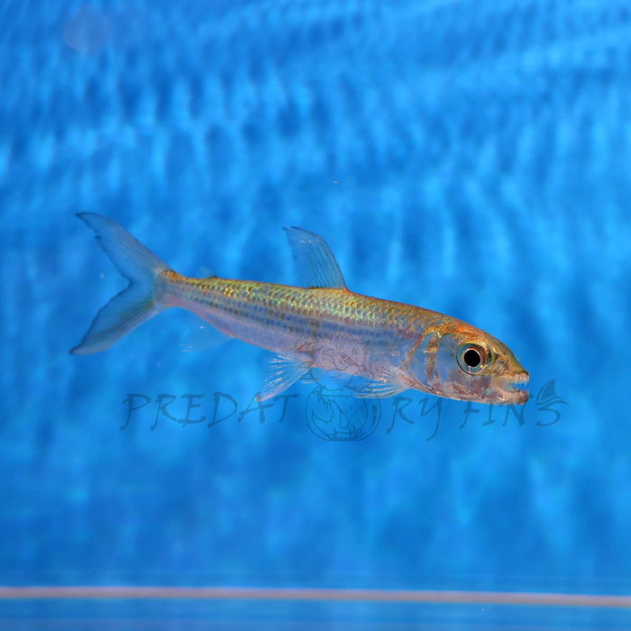 african tiger fish river monsters Vittatus African Tiger Fish (Hydrocynus vittatus) — Predatory Fins