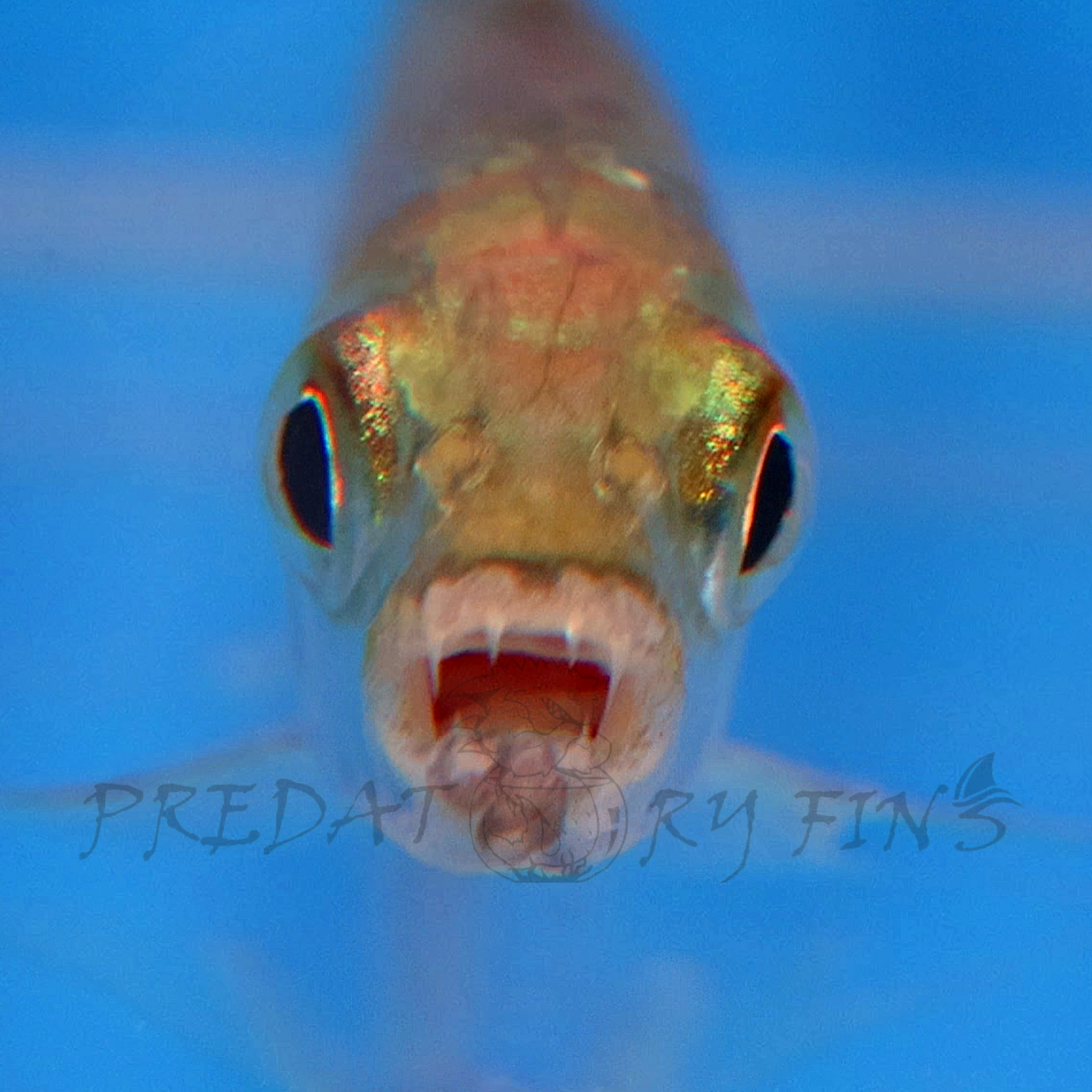 Vittatus African Tiger Fish (Hydrocynus vittatus) — Predatory Fins