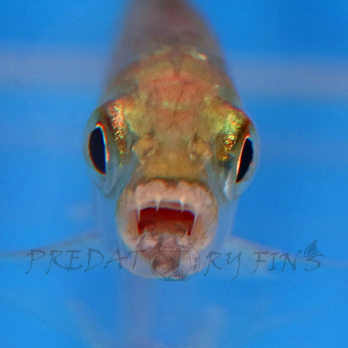 Vittatus African Tiger Fish (Hydrocynus vittatus)