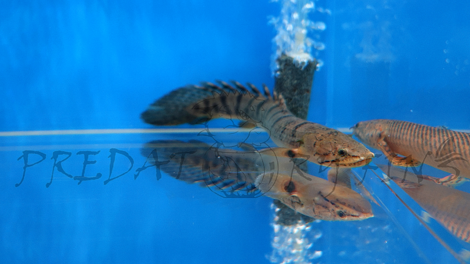 BICHIR — Predatory Fins