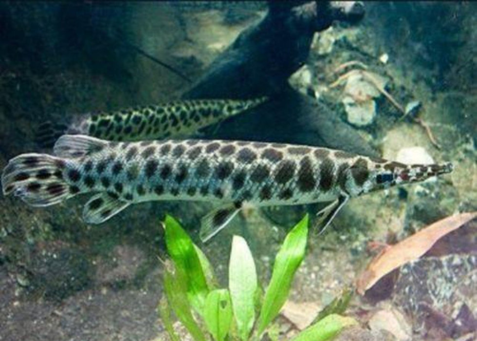Florida Spotted Gar (Lepisosteus platyrhincus)