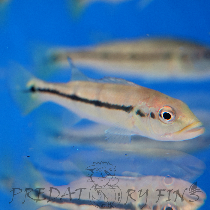 Xingu Peacock Bass (Cichla melaniae)