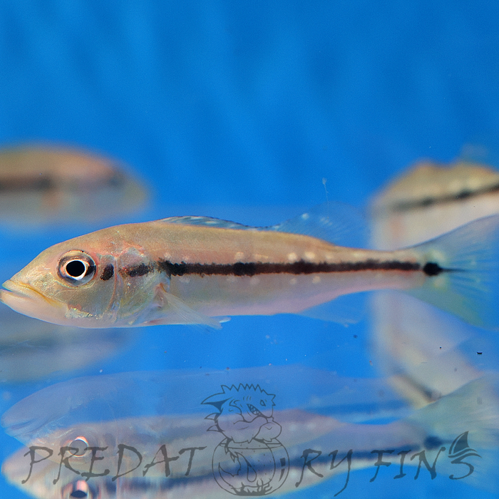 Xingu Peacock Bass (Cichla melaniae)