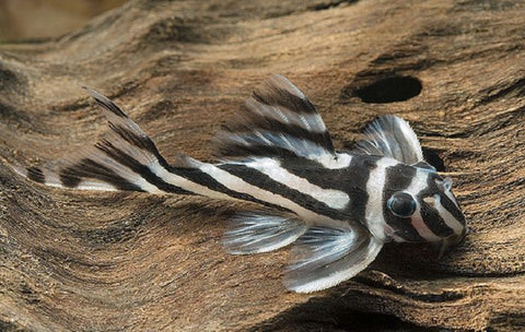 L046 Zebra Pleco (Hypancistrus zebra) – Predatory Fins