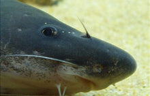 Load image into Gallery viewer, Chinese Longnose / Sharpnose Shark Catfish (Leiocassis longirostris)
