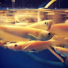 Load image into Gallery viewer, Albino Silver Arowana (Osteoglossum bicirrhosum)
