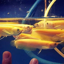 Load image into Gallery viewer, Albino Silver Arowana (Osteoglossum bicirrhosum)
