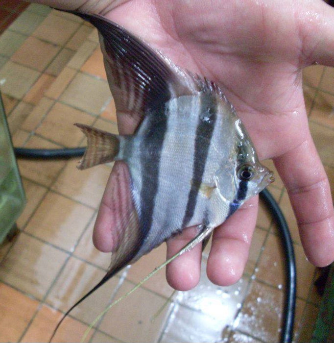 Altum Angelfish (Pterophyllum altum)