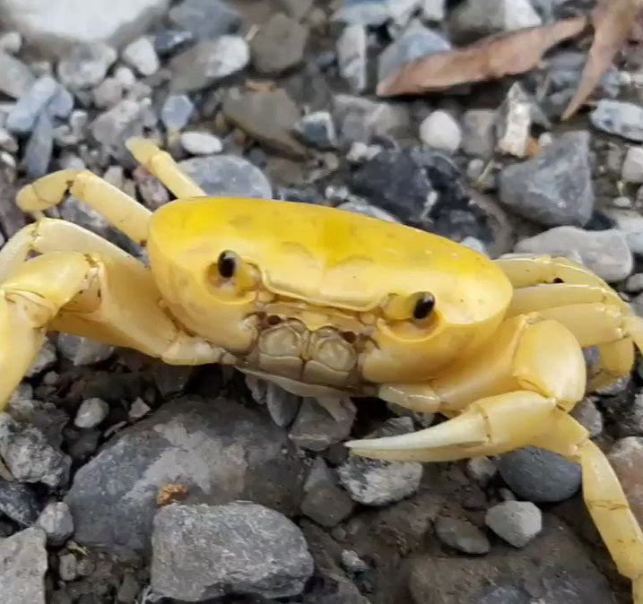 Golden Banana Crab (Geosesarma sp)