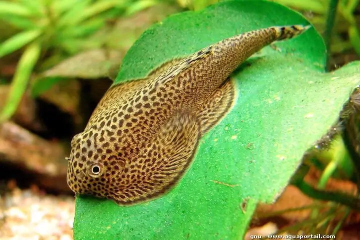 Butterfly Hillstream Loach (Beaufortia leveretti)