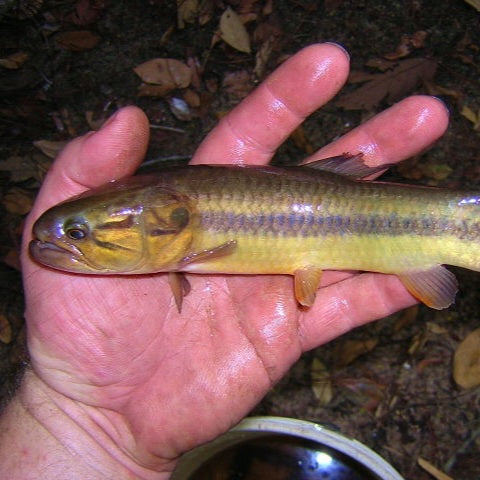 Gold Wolf Fish (Hopletyrhrinus Unitaeniatus)