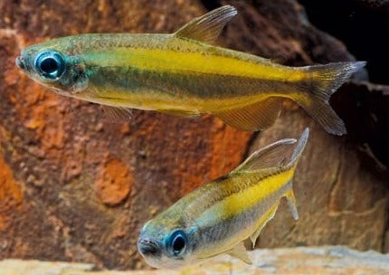 Blue Eyed Golden Congo Tetra (Phenacogrammus aurantiacus)