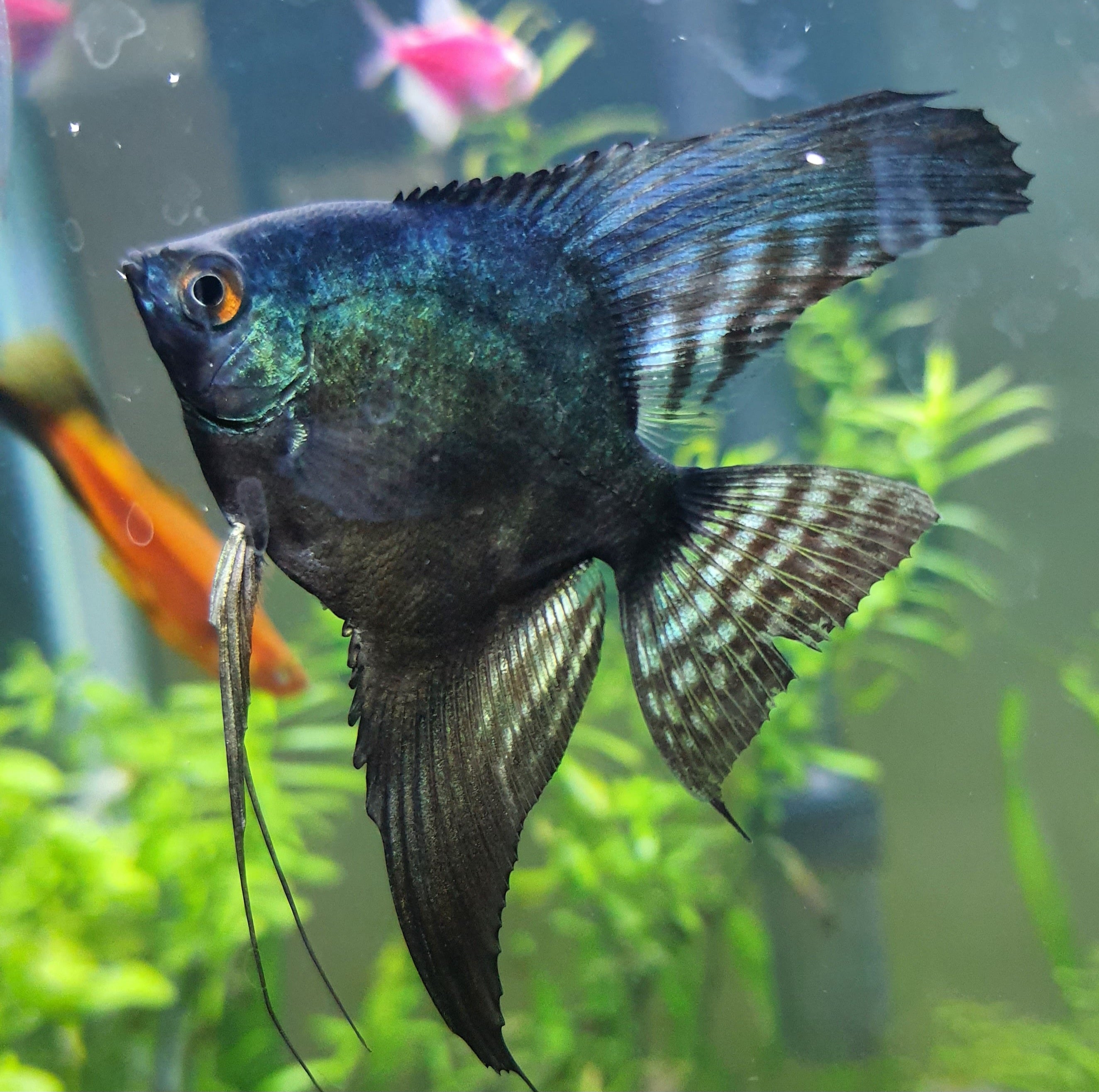 Green Face Pinoy Angelfish (Pterophyllum scalare)