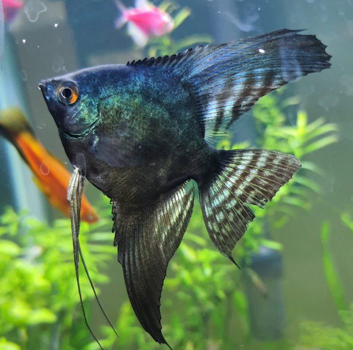 Green Face Pinoy Angelfish (Pterophyllum scalare)