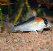 Load image into Gallery viewer, Adolfoi Cory Catfish (Corydoras adolfoi)
