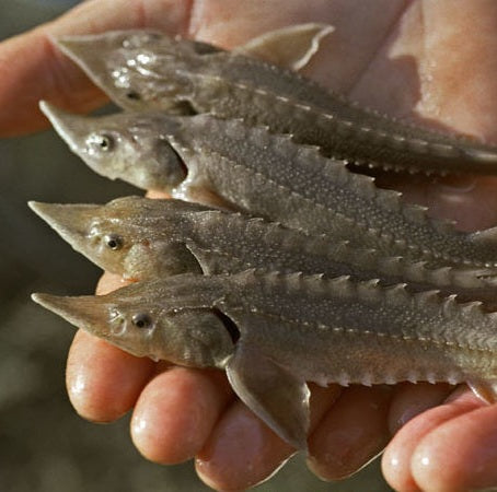 Siberian sturgeon (Acipenser baerii)