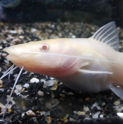 Albino Bagre Catfish (Rhamdia quelen)