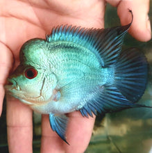 Load image into Gallery viewer, Blue Thai Silk Bonsai Parrot Cichlid (Cichlasoma sp)
