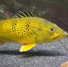 Load image into Gallery viewer, Spider Kelberi Peacock Bass (Cichla kelberi)
