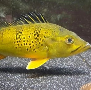 Spider Kelberi Peacock Bass (Cichla kelberi)