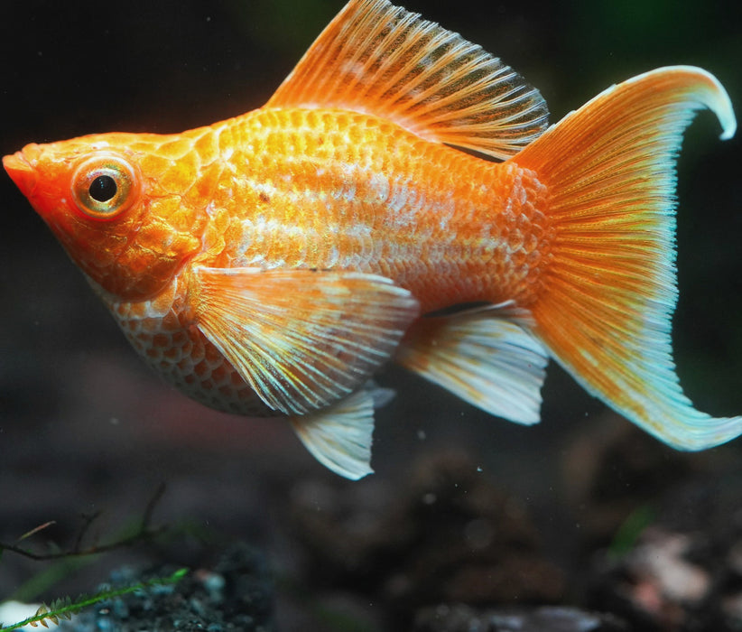 Golden Ballon Molly (Poecilia sphenops)