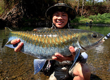 Load image into Gallery viewer, Thai Blue Mahseer (Neolissochilus stracheyi)
