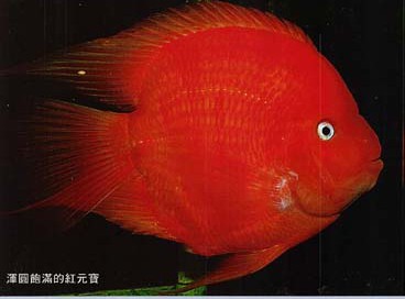 King Kong Yuan Bao Parrot Cichlid (Cichlasoma sp)