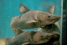 Load image into Gallery viewer, Chinese Longnose / Sharpnose Shark Catfish (Leiocassis longirostris)
