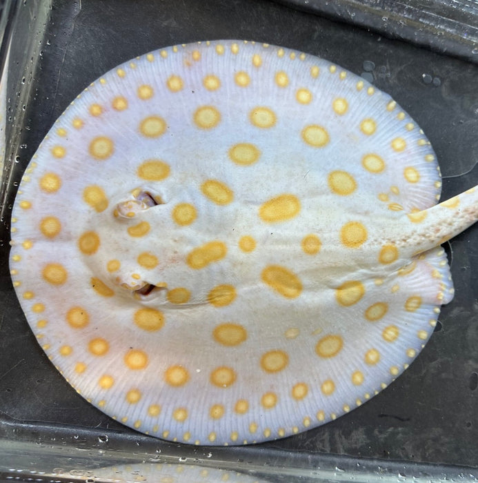 Albino Black Diamond Stingray (Potamotrygon leopoldi)