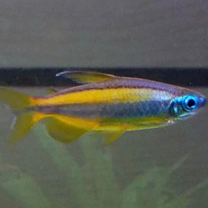 Blue Eyed Golden Congo Tetra (Phenacogrammus aurantiacus)