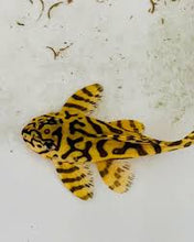 Load image into Gallery viewer, L236 Super Yellow Pleco (Hypancistrus sp)
