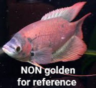 Giant Golden Ruby Red Gourami (Osphronemus septemfasciatus sp)
