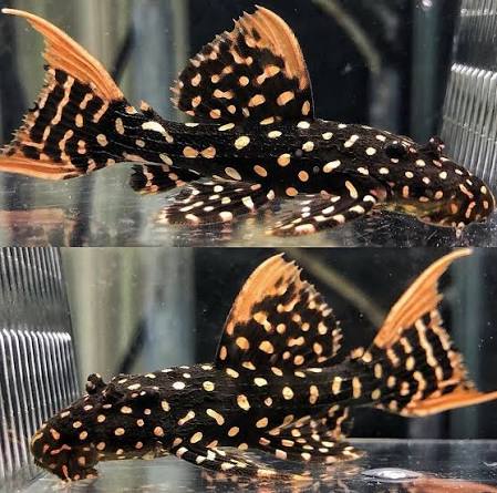 LDA105 Typhoon Pleco (Pseudacanthicus sp)