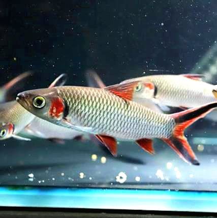 Red Cheeked Sultan Barb (Leptobarbus melanopterus)