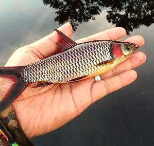 Red Cheeked Sultan Barb (Leptobarbus melanopterus)