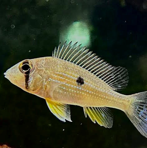 Cheek Striped Eartheater (Geophagus taeniopareius)