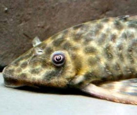 LDA030 / L146 Bola Pleco (Peckoltichthys bachi)