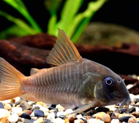Slate Cory (Hoplisoma concolor)