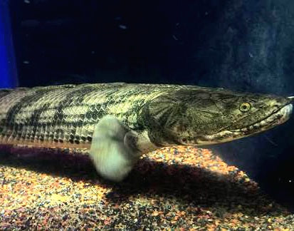 Gisela Bichir Tanzania (Polypterus congicus)
