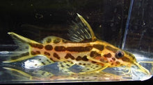 Load image into Gallery viewer, Orange Striped Synodontis (Synodontis flavitaeniatus)
