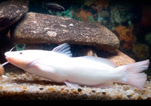 Load image into Gallery viewer, Albino Bagre Catfish (Rhamdia quelen)
