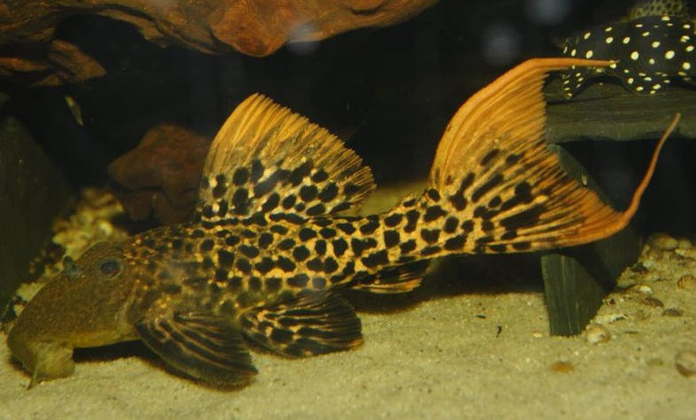 L273 Titanic Pleco (Pseudacanthicus sp) – Predatory Fins