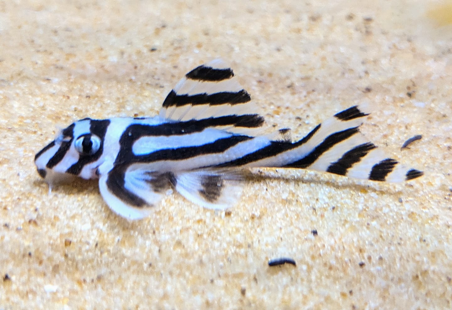 L046 Zebra Pleco (Hypancistrus zebra) – Predatory Fins