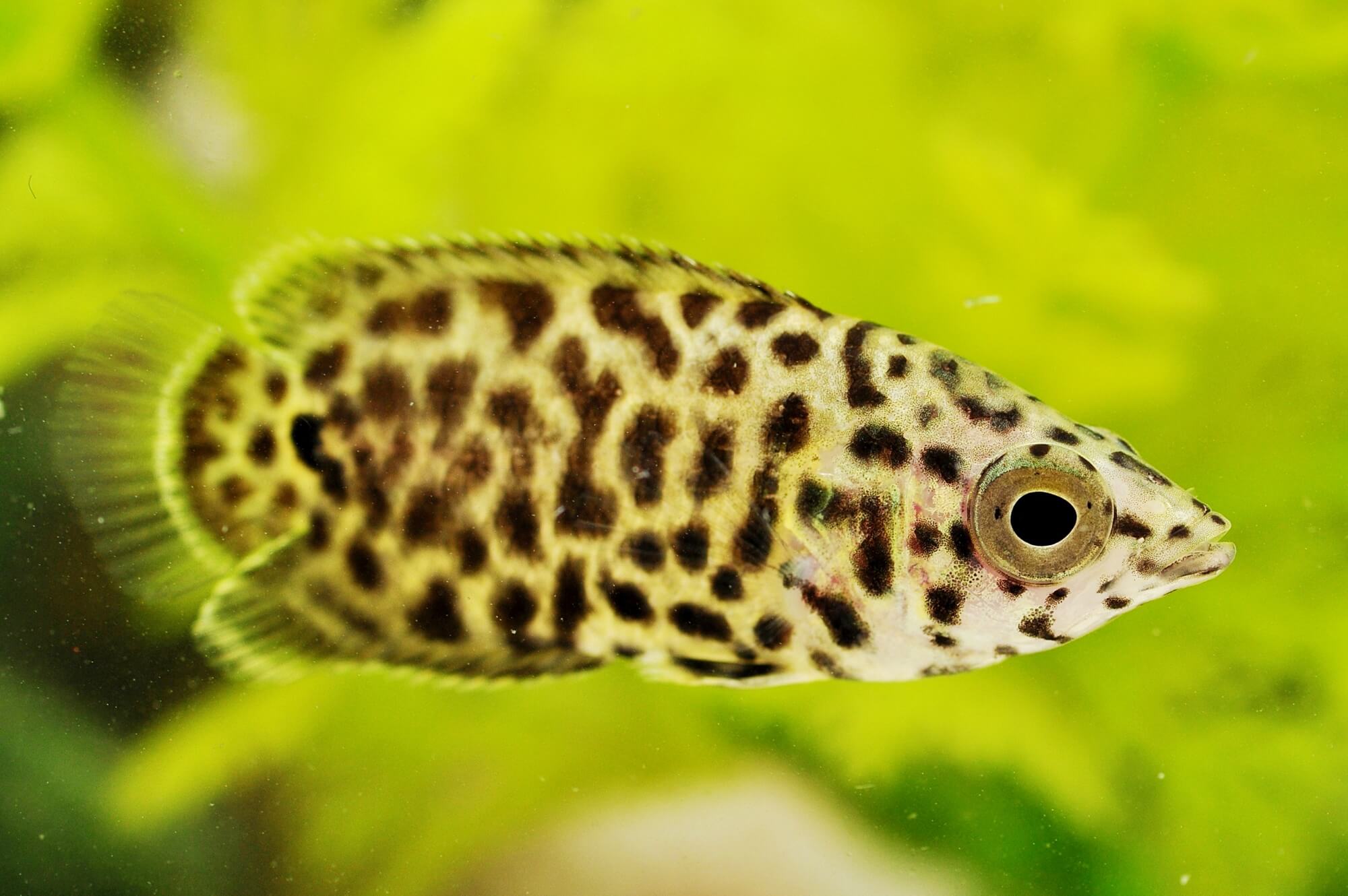 African Leopard Leaf Fish (Ctenopoma acutirostre) — Predatory Fins