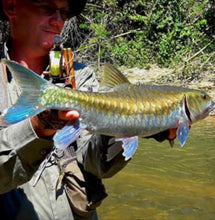 Load image into Gallery viewer, Thai Blue Mahseer (Neolissochilus stracheyi)
