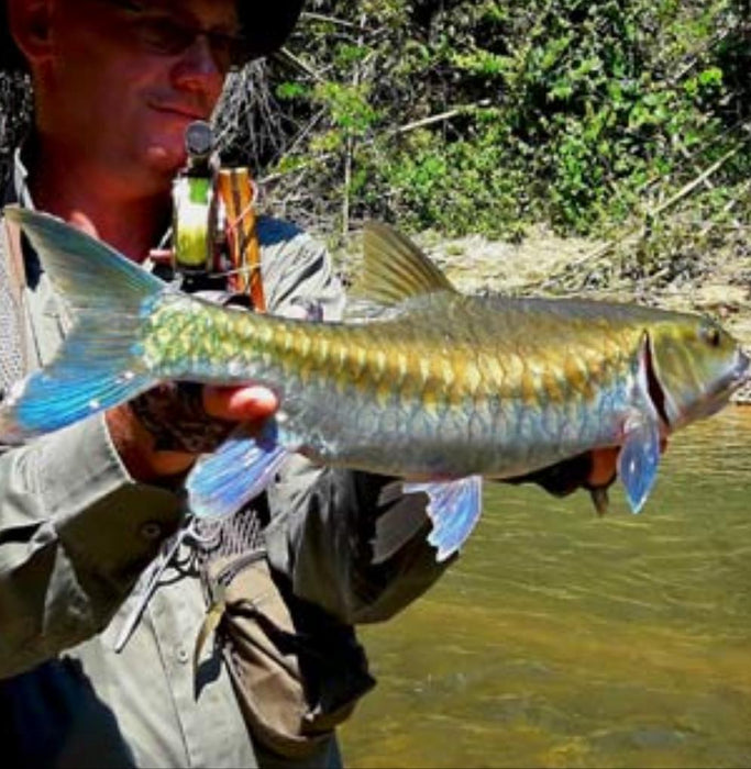 Thai Blue Mahseer (Neolissochilus stracheyi)