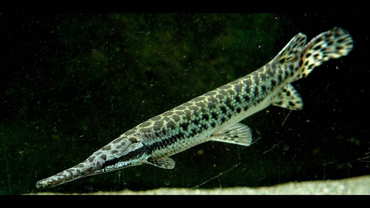 Florida Spotted Gar (Lepisosteus platyrhincus)