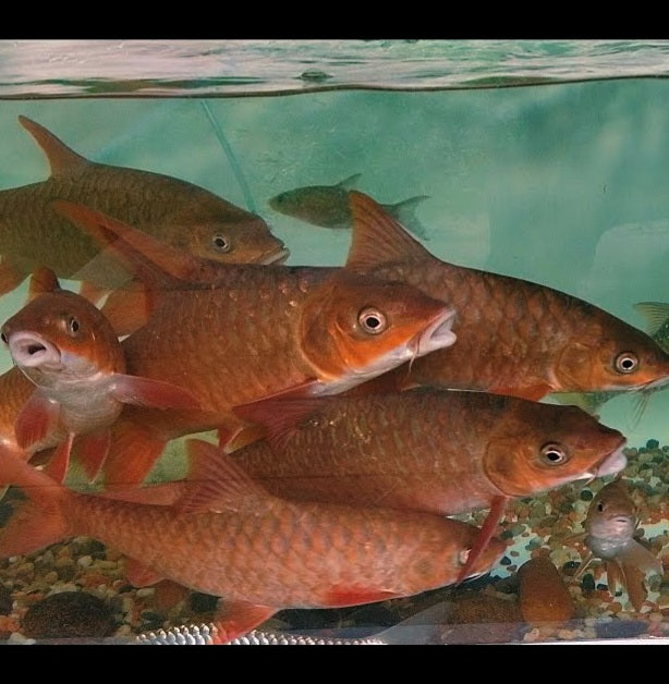 Red Mahseer (Tor sinensis)