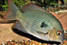 Load image into Gallery viewer, Spotted Damba Cichlid (Paretroplus maculatus)
